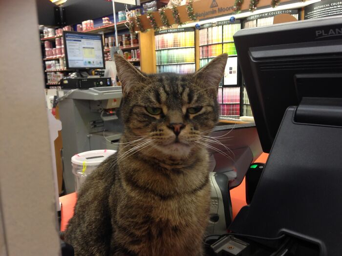 Brown cat sitting at store and looking