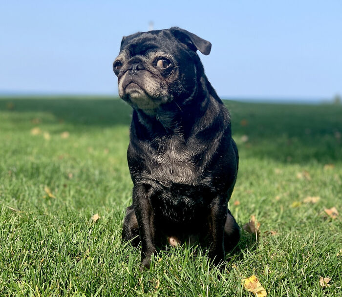 Pug sitting and looking in the field of grass