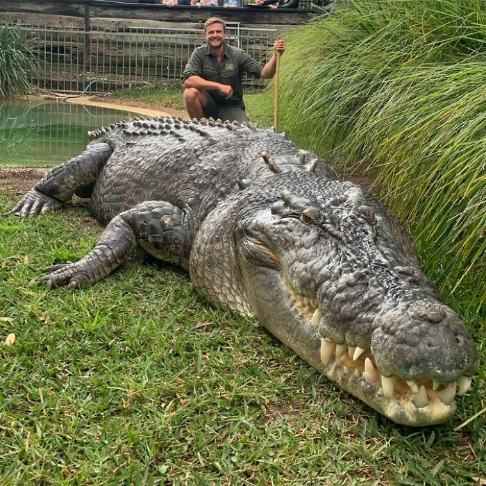 Saltwater Crocs Are Kinda Big. Human For Scale