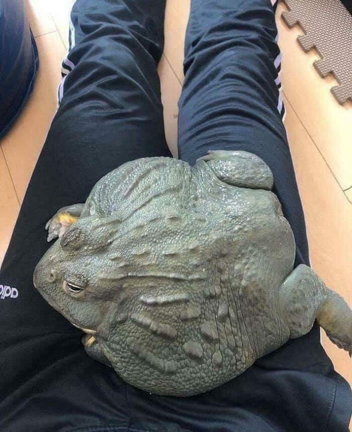 African Pixie Frogs Get Massive. Human Legs For Scale