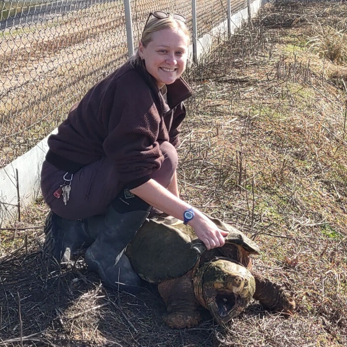 Male Alligator Snapping Turtle With Me For Scale