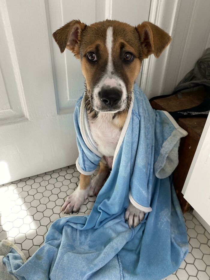Brown dog after bath sitting and looking