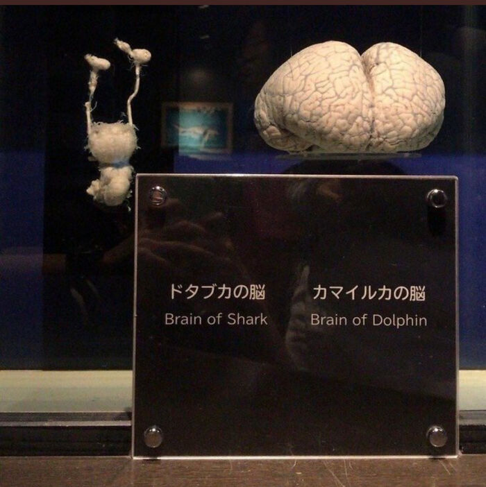 Shark Brain vs. Dolphin Brain