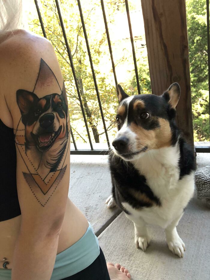 Dog looking at his tattoo portrait on arm