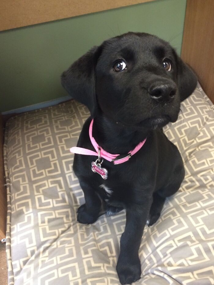 Black puppy sitting and looking
