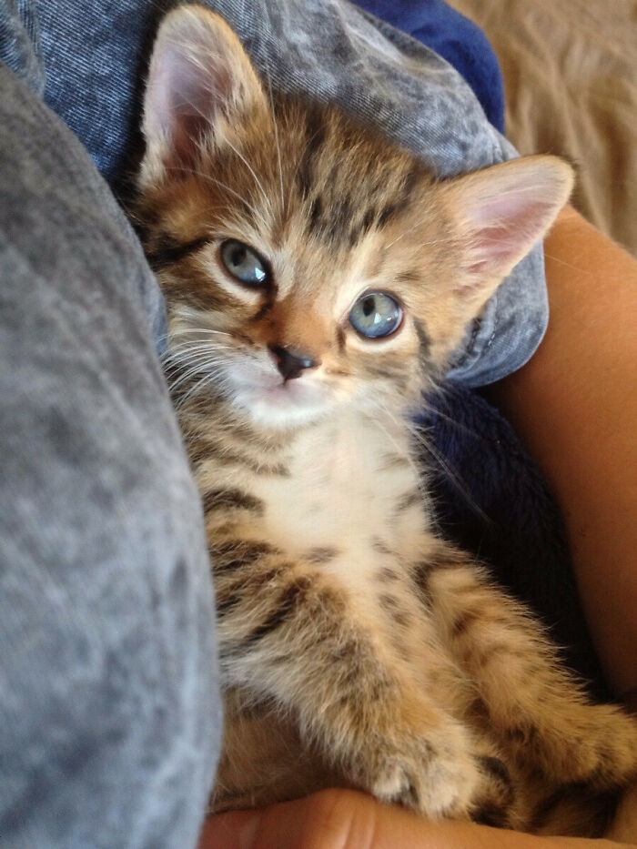 Cute cat lying on her back and looking