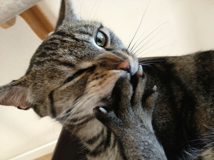 Gray cat with paw looking