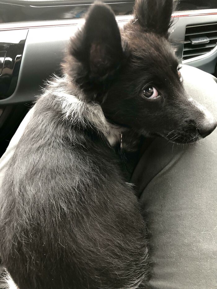 Black dog lying and looking