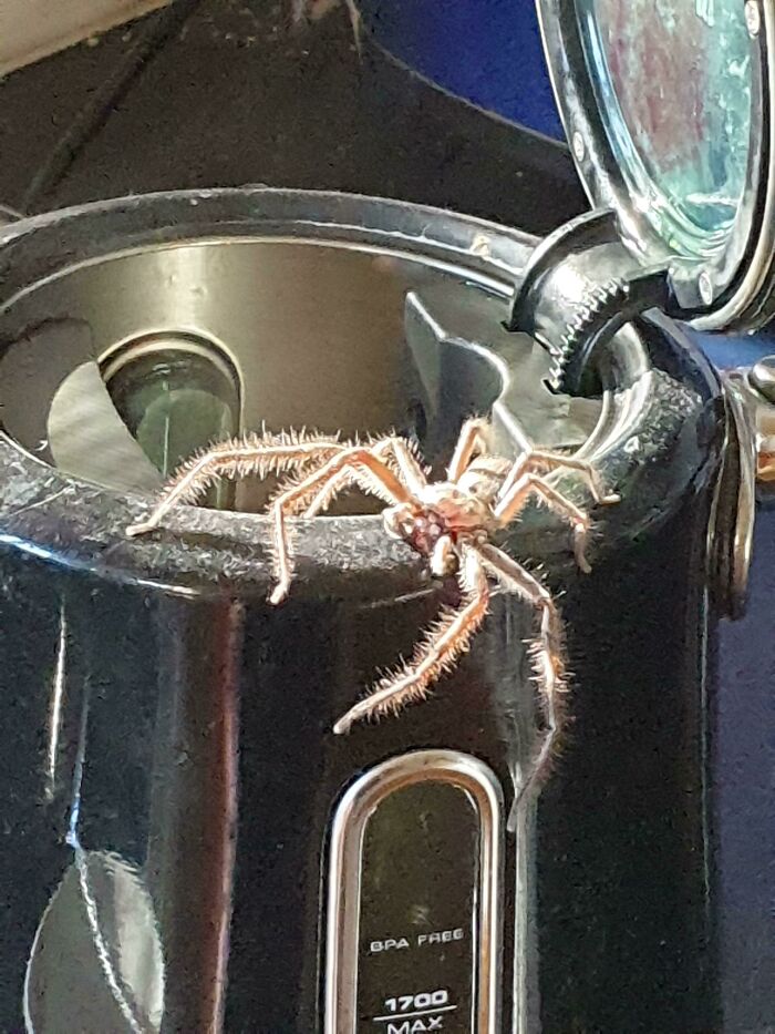 Just A Huntsman That Crawled Out Of My Kettle This Morning