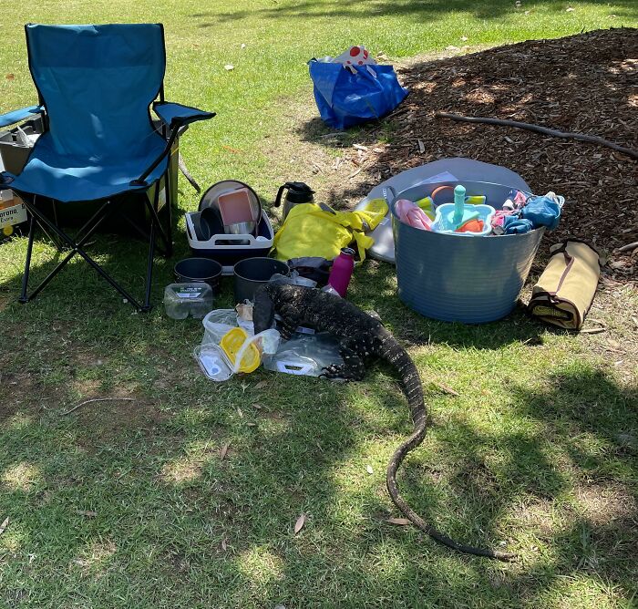 Dejar un picnic sin supervisión en Australia