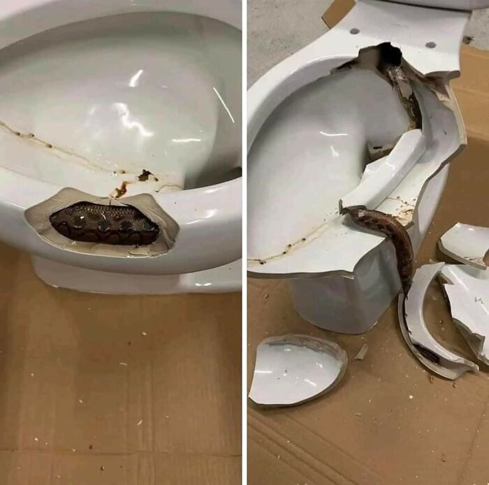 Esta serpiente fue encontrada enrollada dentro de un inodoro