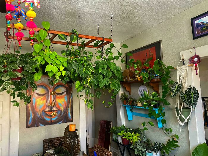 Add Hanging Plants To Spice Up The Room
