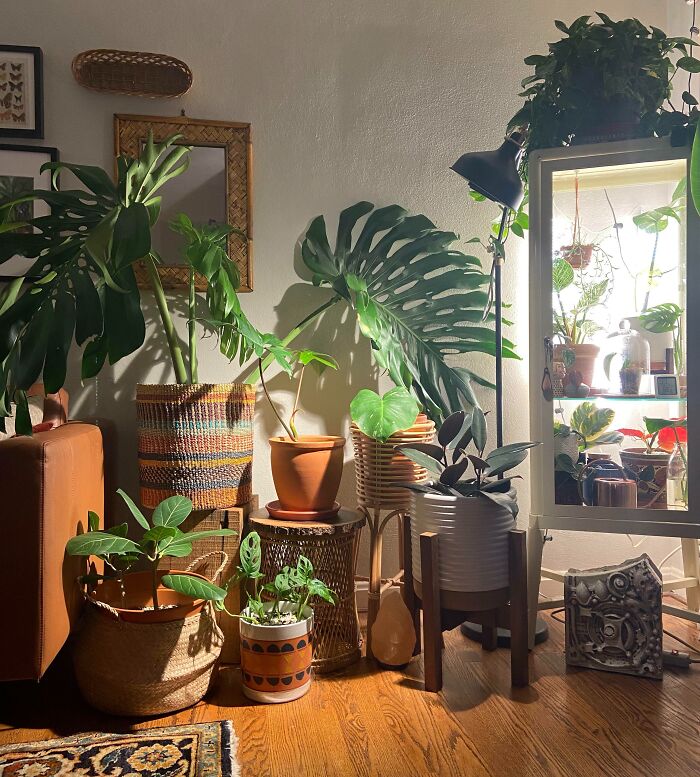 Photo of room full of plants