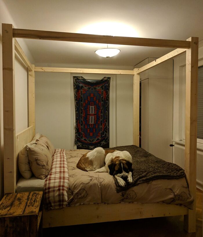 Photo of tiny bedroom and dog lying on it