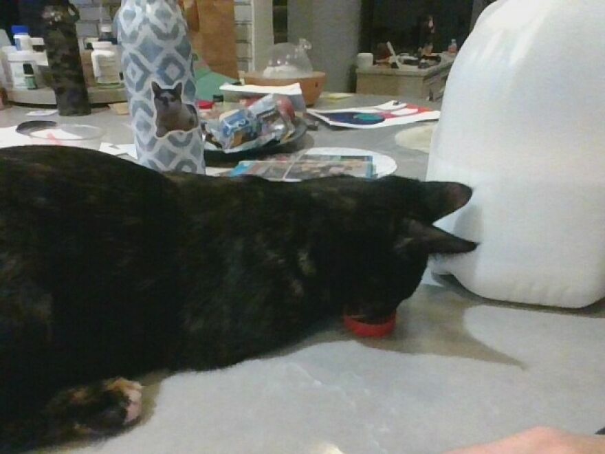 24 Pictures Of My Beautiful Cats I Love To Bits🐈⬛🐈 24 Pictures Of My Beautiful Cats I Love To Bits🐈⬛🐈