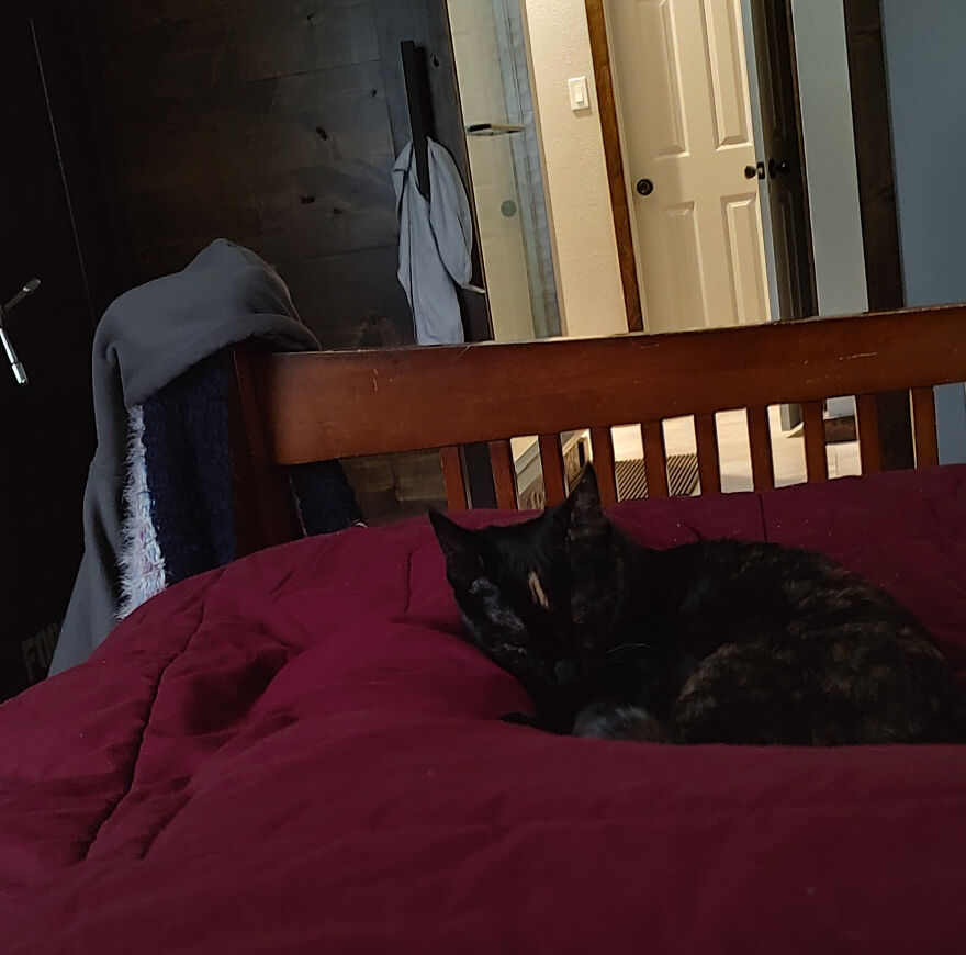 24 Pictures Of My Beautiful Cats I Love To Bits🐈⬛🐈 24 Pictures Of My Beautiful Cats I Love To Bits🐈⬛🐈