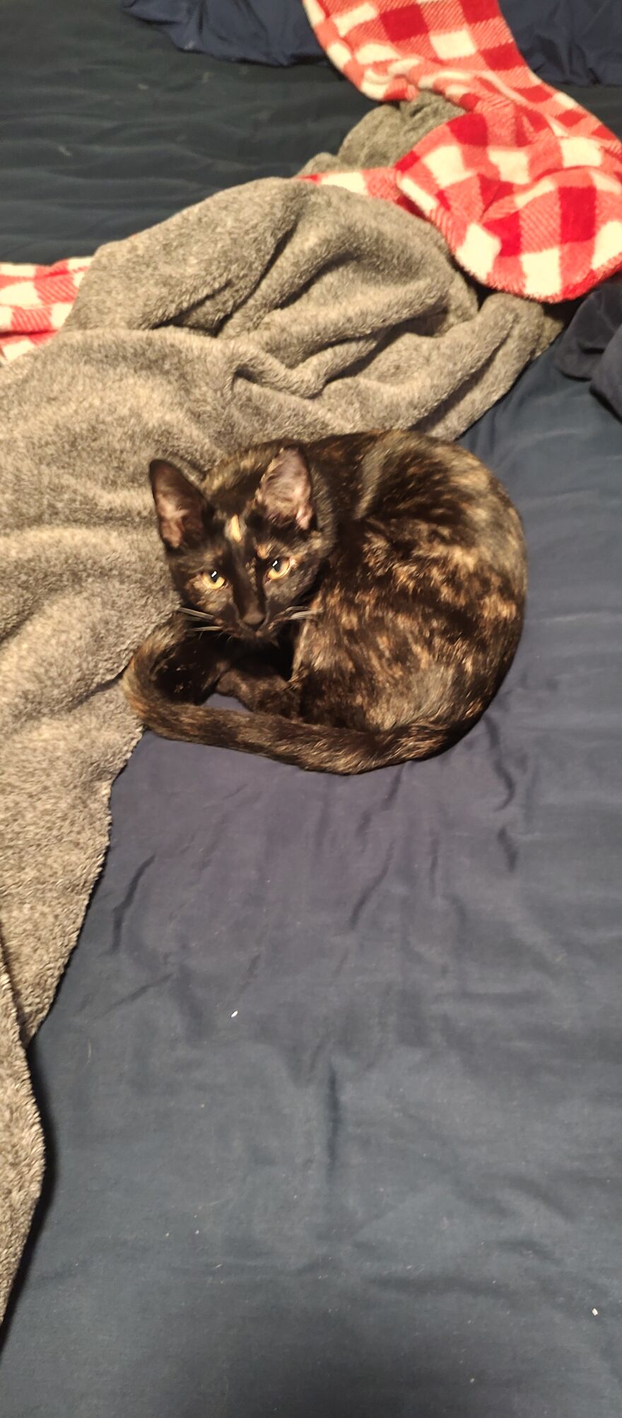 24 Pictures Of My Beautiful Cats I Love To Bits🐈⬛🐈 24 Pictures Of My Beautiful Cats I Love To Bits🐈⬛🐈