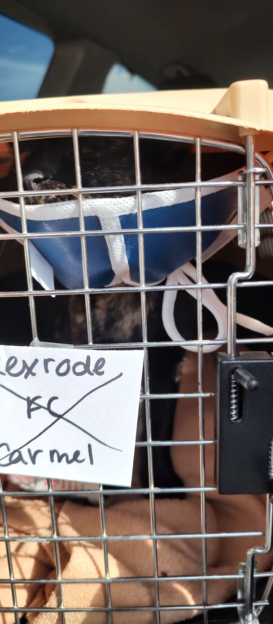 24 Pictures Of My Beautiful Cats I Love To Bits🐈⬛🐈 24 Pictures Of My Beautiful Cats I Love To Bits🐈⬛🐈