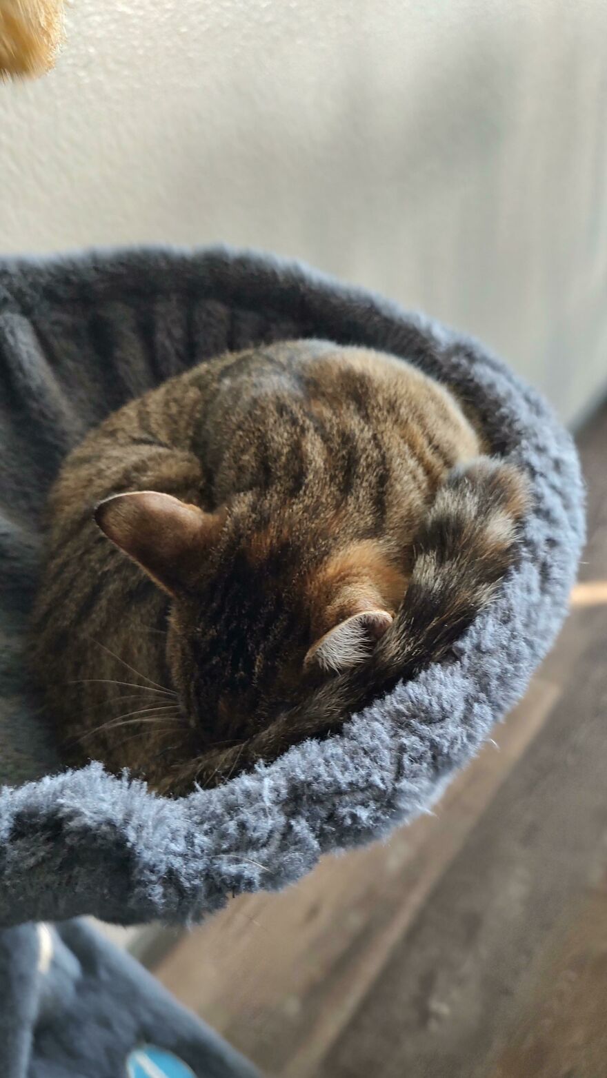 24 Pictures Of My Beautiful Cats I Love To Bits🐈⬛🐈 24 Pictures Of My Beautiful Cats I Love To Bits🐈⬛🐈