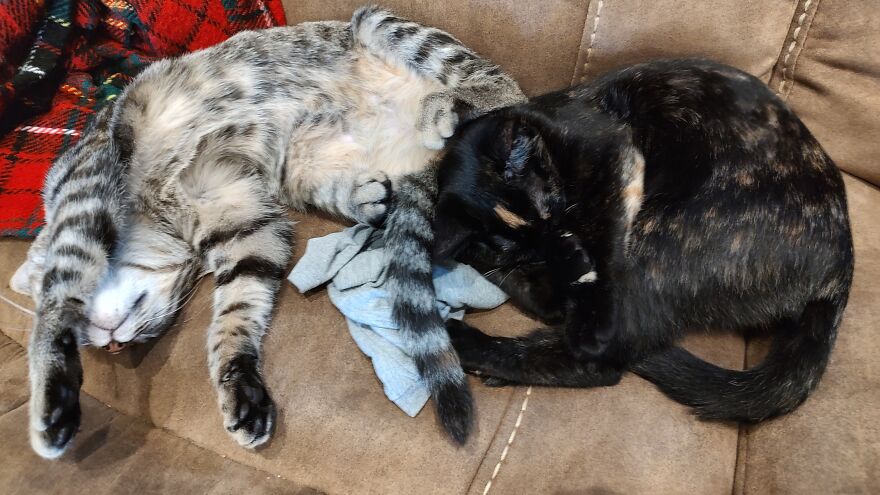 24 Pictures Of My Beautiful Cats I Love To Bits🐈⬛🐈 24 Pictures Of My Beautiful Cats I Love To Bits🐈⬛🐈