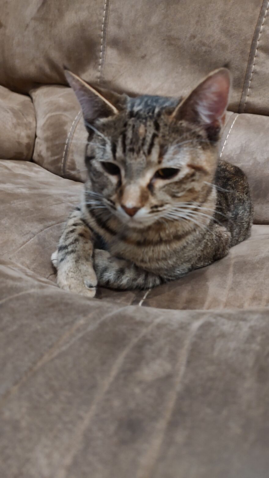 24 Pictures Of My Beautiful Cats I Love To Bits🐈⬛🐈 24 Pictures Of My Beautiful Cats I Love To Bits🐈⬛🐈