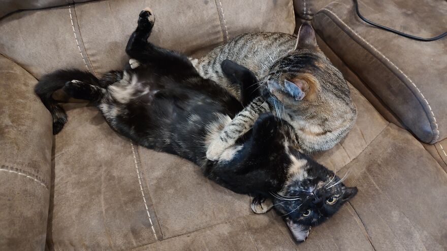 24 Pictures Of My Beautiful Cats I Love To Bits🐈⬛🐈 24 Pictures Of My Beautiful Cats I Love To Bits🐈⬛🐈