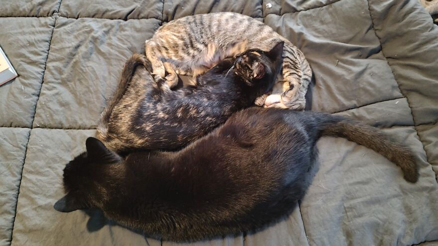 24 Pictures Of My Beautiful Cats I Love To Bits🐈⬛🐈 24 Pictures Of My Beautiful Cats I Love To Bits🐈⬛🐈