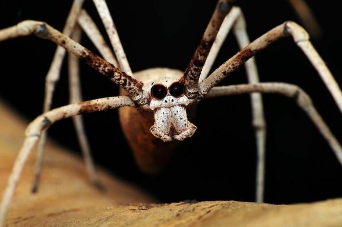 Name Checks Out - Ogre Faced Spider