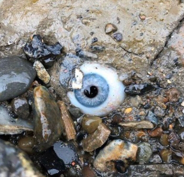 Guy Found A Glass Eye Embedded In A Rock At A Beach