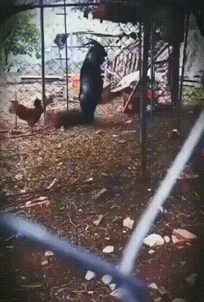 Chicken Following A Goat On Its Hind Legs In To A Shack