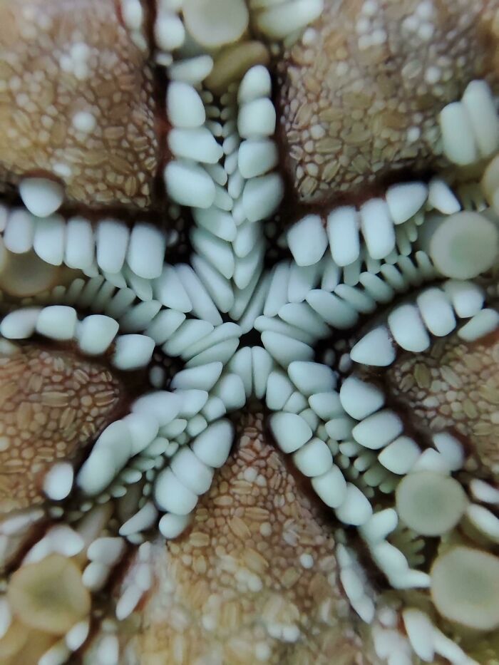 Itap Of A Starfish