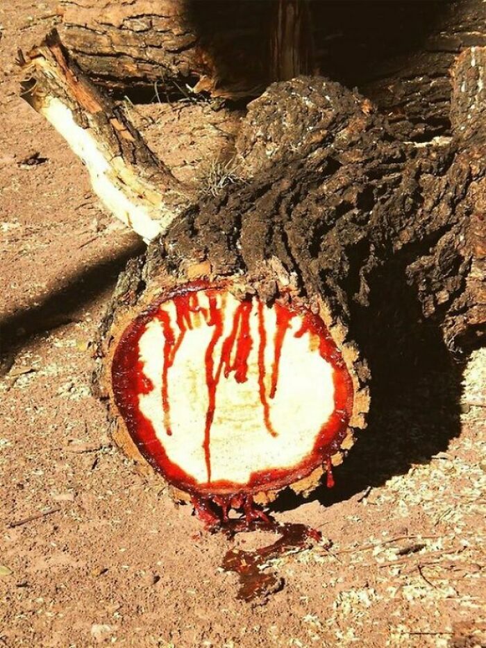 Pterocarpus Angolensis, Or Wild Teak, Looks Like A Perfectly Normal Tree Until It's Wounded. When You Cut Into It, It Dribbles Long Trails Of Dark-Red Liquid Down Its Trunk. Wild Teak Has Come To Be Known As Bloodwood, For Obvious Reasons