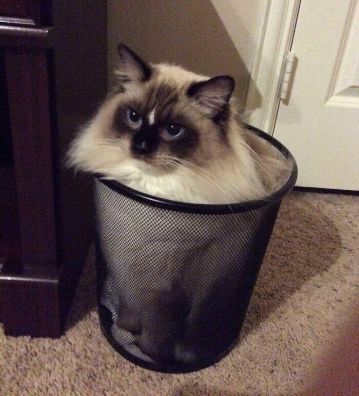 Kerbal The Majestic Ragdoll