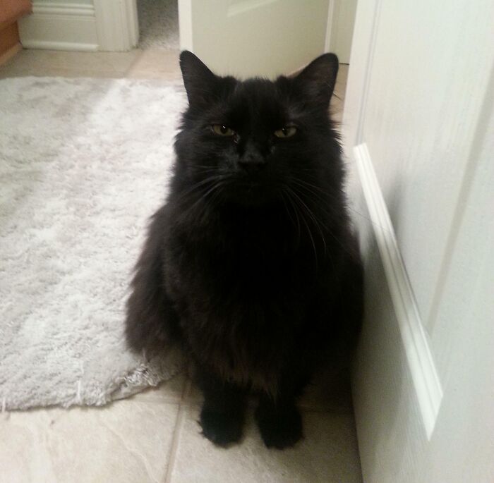 Black cat sitting and looking