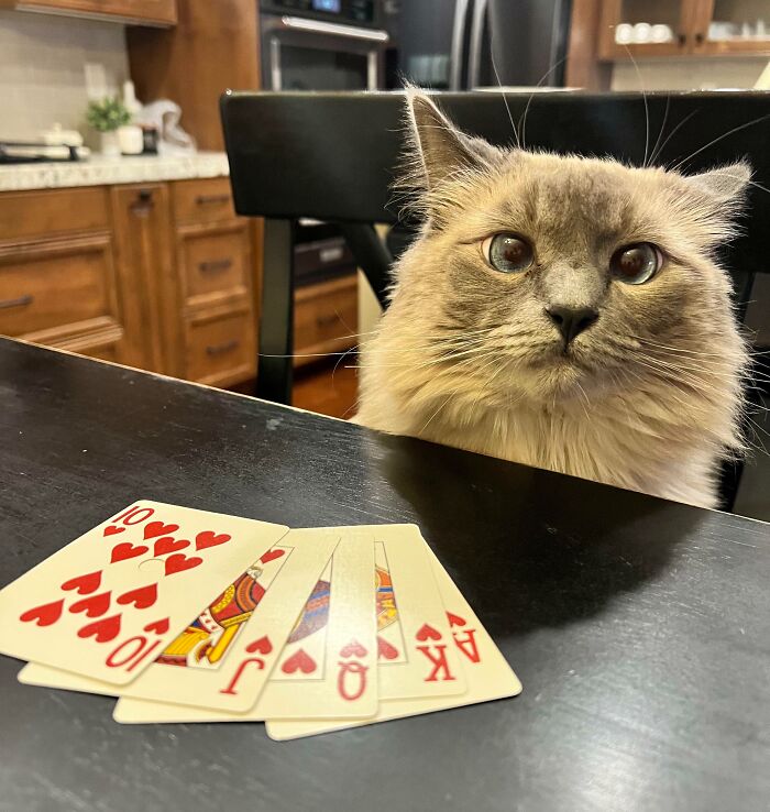 She Hit Us With The Royal Flush