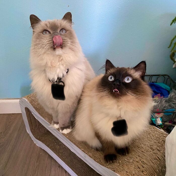 Derp One And Derp Two