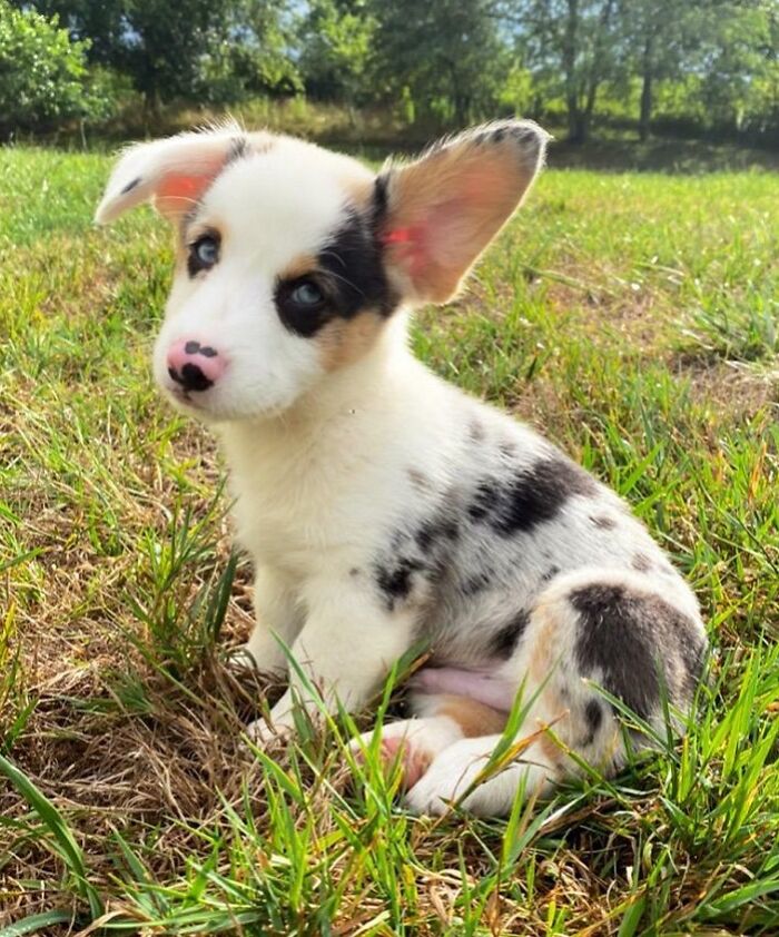 White with black dots puppy sitting and looking