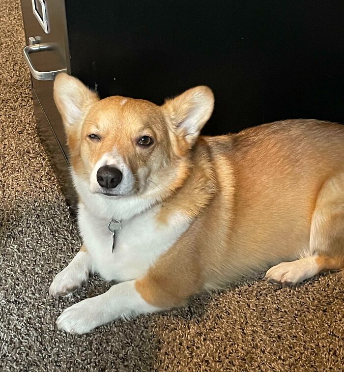 Brown dog lying and looking