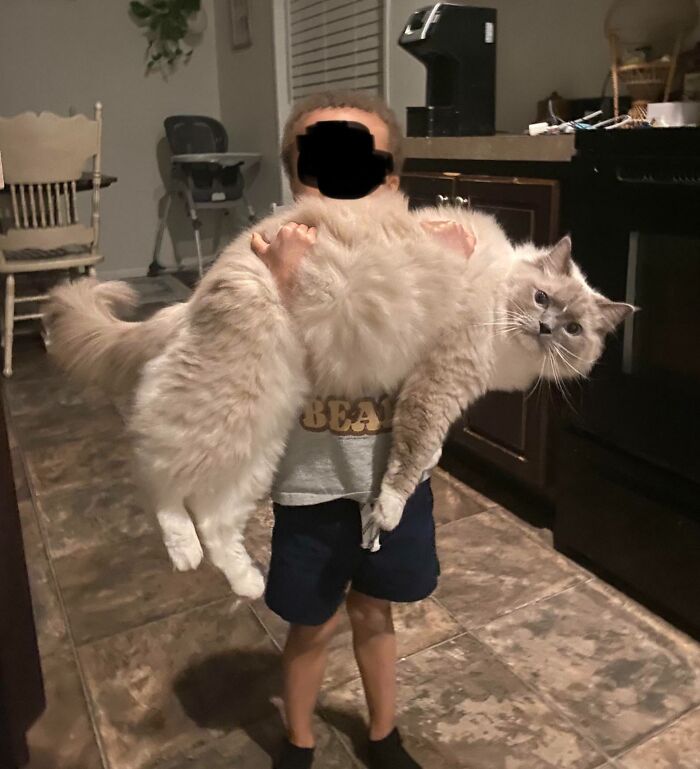 My Ragdoll Is As Big As My 4 Year Old, And The Look On My Cat’s Face Is Priceless