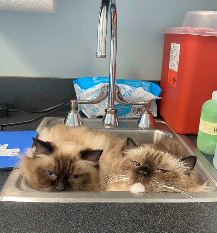 They Are Mad Because I Tricked Them And Took Them To The Vet