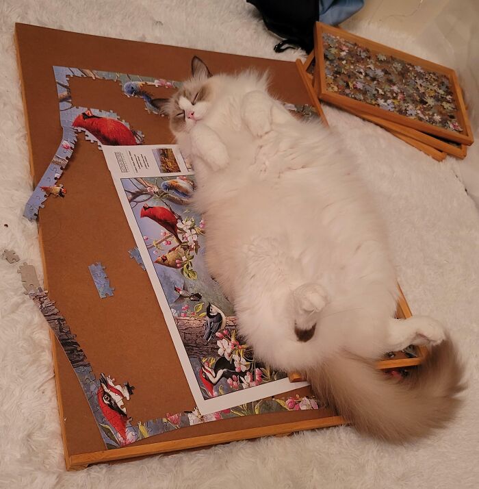 First She Ruined My Puzzle And Then She Slept On It