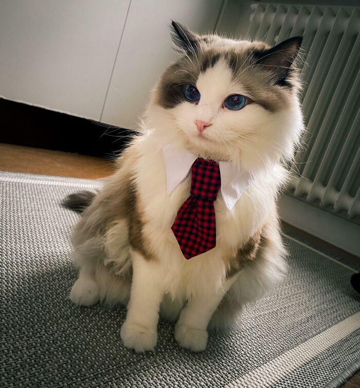 Paddy Just Turned One Today