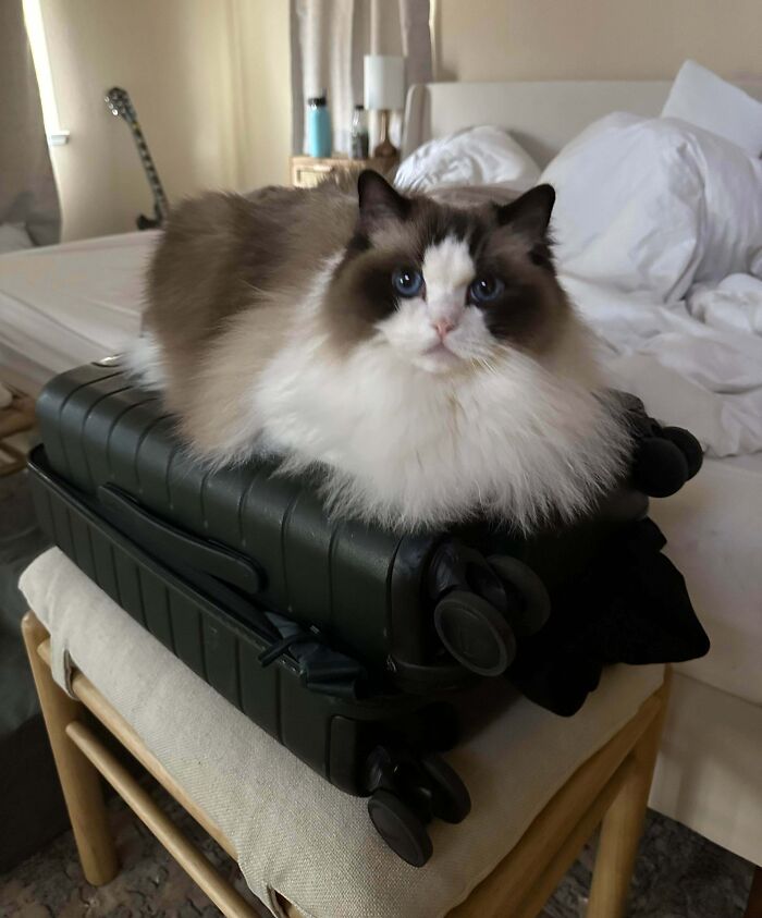 How Do I Take Care Of Her Mane?