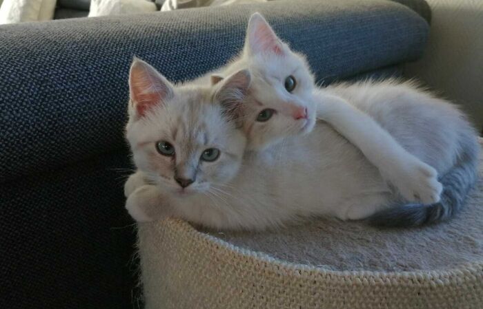 My Two Beautiful Ragdoll Kittens Fleur And Rosa