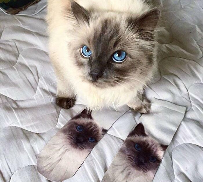 Bought My Girlfriend A Pair Of Ragdoll Socks, I Think Our Little Millie Was A Bit Jealous