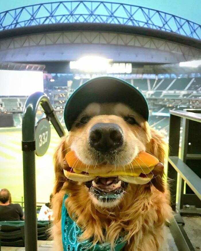 Golden retriever dog wearing a cap and bandana eating a hot dog in the most adorable way at a stadium.