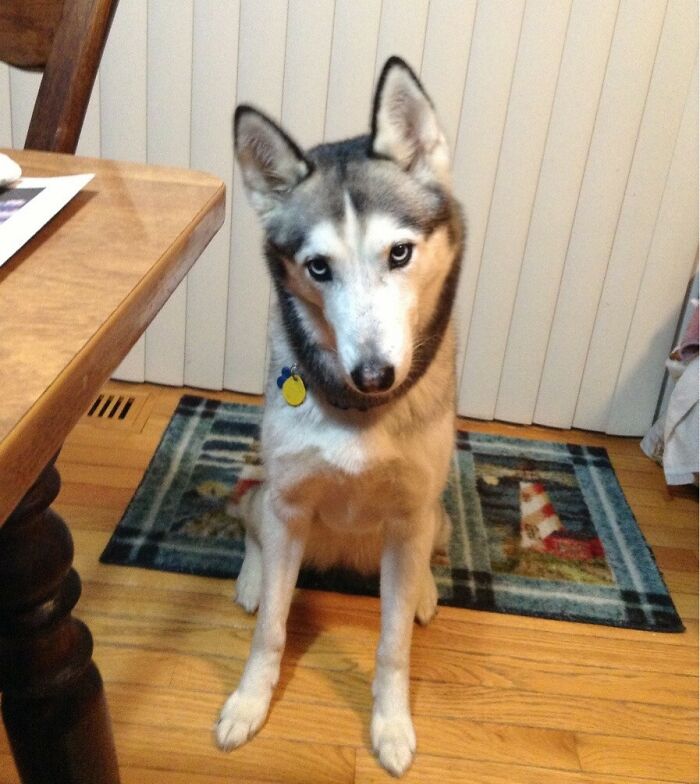 Husky sitting and looking