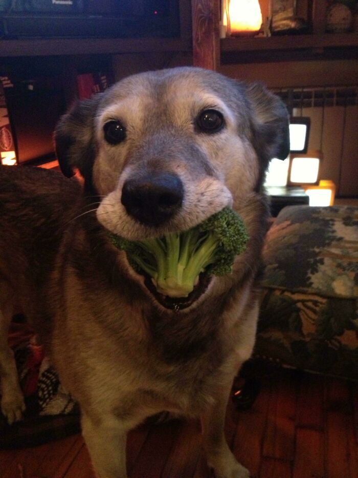 Dog eating broccoli indoors, showcasing one of the cute animals eating in the most adorable way.