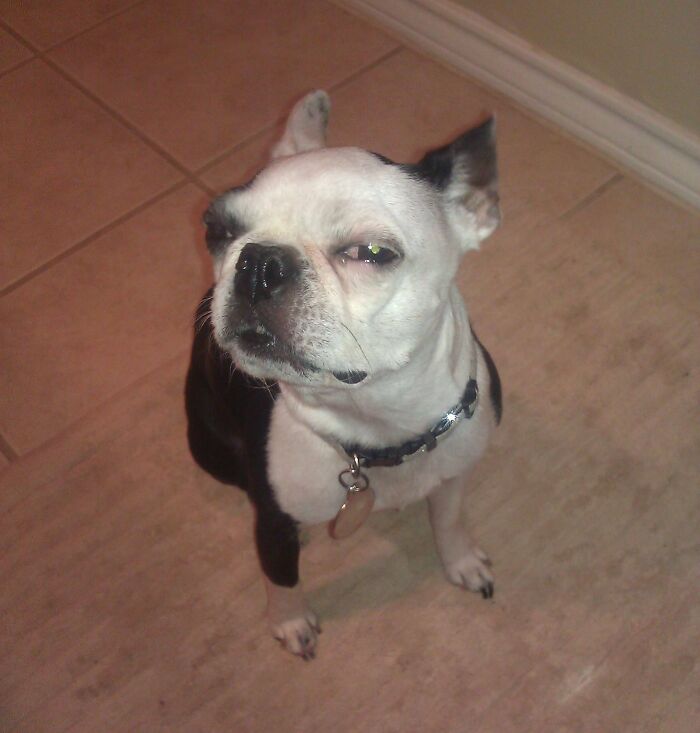 White dog sitting and looking