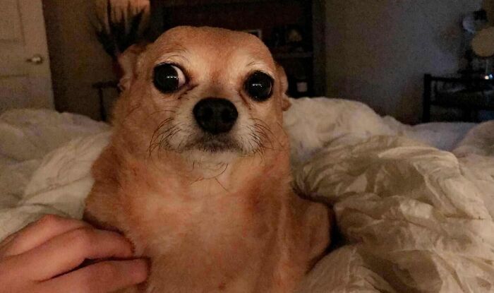 Brown dog looking scared